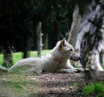 GrayWolfProfile