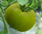 vasiliev-green-tomato