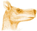 giant_kangaroo