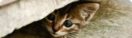 stray